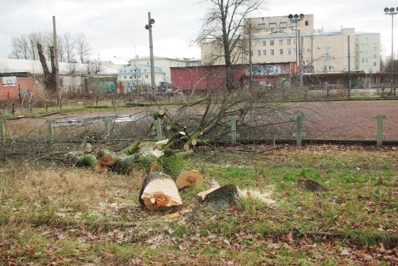 Вырубка деревьев на Выборгской улице под строительство дома