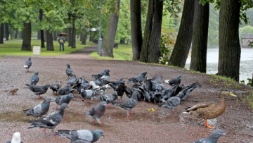 Утка и голуби в Лопухинском саду