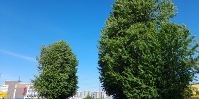 Угол Индустриального и Ириновского проспекта, деревья