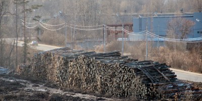 Волхонское шоссе, вырубленный лес, хлысты
