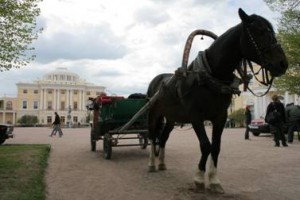 А конные повозки руководители «Павловска» не запрещают