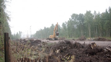 Вырубка деревьев в буферной зоне Юнтоловского заказника