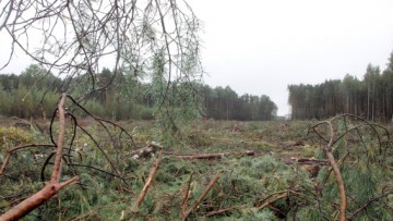 Вырубка деревьев в буферной зоне Юнтоловского заказника