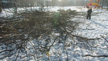 Деревья вырубают в Выборгском саду