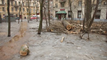 Вырубка деревьев. Сквер на Лесном проспекте, улице Комиссара Смирнова