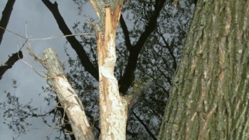 Дерево в Смоленке, надкушенное бобрами