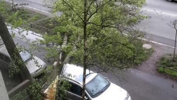 Упало дерево на Трамвайном