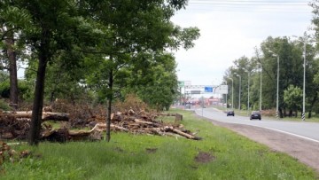 Вырубка деревьев на Петербургском шоссе