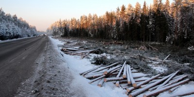 Скандинавское шоссе, вырублен лес