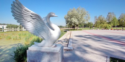 Колпино, парк на Красной улице, лебедь