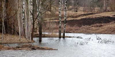 Петергоф, пруд, затопленные деревья