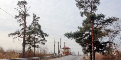 Петергоф, Ропшинское шоссе возле железнодорожного переезда, сосны