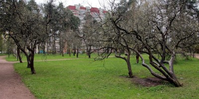 Парк Сосновка, яблони Парк Сосновка, яблони